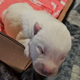Girl 1 - White female Siberian Husky puppy in Lake Arthur, Louisiana from Gingers Husky Mansion