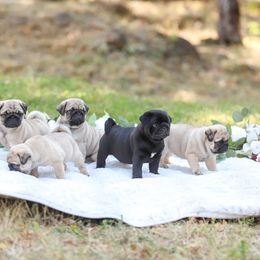 Pug Puppies from Malta Pugs