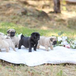 Pug Puppies from Malta Pugs