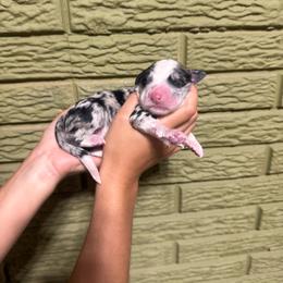 Topaz - Blue merle male Bernedoodle puppy in Carmichaels, Pennsylvania from JensenBelle Doodles