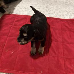 Miniature Schnauzer Puppies from Ancient City Schnauzers