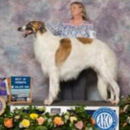 Thyme - Borzoi