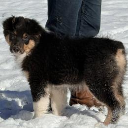 Mick - Black tri-color male Australian Shepherd puppy in Celina, Tennessee from CumberlandRidge Australian Shepherds