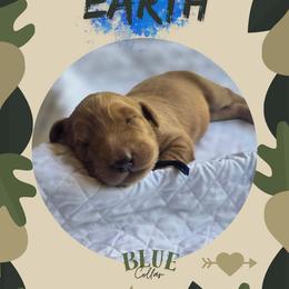 Blue Collar - Earth - Yellow male Labrador Retriever puppy in Sumerduck, Virginia from Cedar Mountain Retrievers