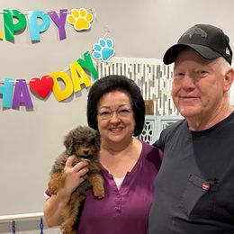 Mellow • Purple Collar Girl - Bernedoodle puppy from Pear Tree Poodles & Doodles