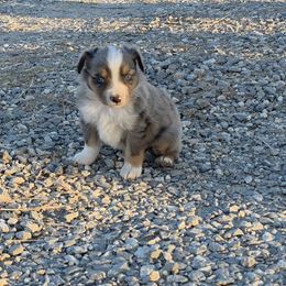 Harley - Blue merle male Miniature American Shepherd puppy in Leonard, Texas from Tin Roof Aussies