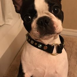 Boston Terriers from Ethereal Kennel