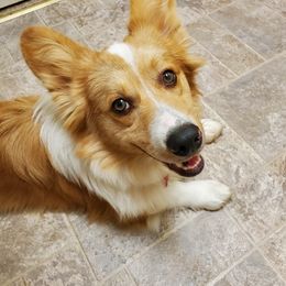 Rusty - Pembroke Welsh Corgi