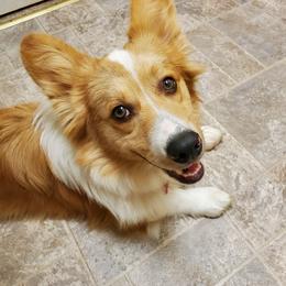Rusty - Pembroke Welsh Corgi