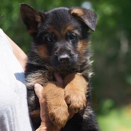 Chauffeur - Black and red male German Shepherd puppy in Hagerstown, Pennsylvania from Euro Deja