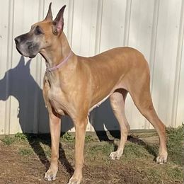 Great Danes from Sundara Danes