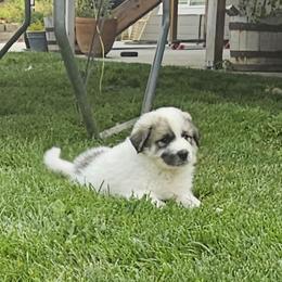 Miss Blue - White and badger female Great Pyrenees puppy in Kennewick, Washington from Sara Voorhees