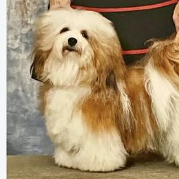 Sparky - Havanese