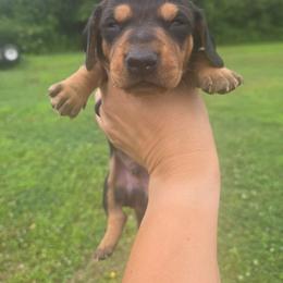 Gunner - Black and tan male Dachshund puppy in Berry, Alabama from Whisper Gray