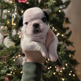 Boy 2 - Fawn male Pug puppy in Auburn, Kentucky from Prentice Family Pugs, Bugs & Corgis