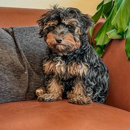 Bernedoodle, Cavapoo, Cavapoochon, Goldendoodle, Poodle, and Yorkipoo Puppies from Anchor Dogs