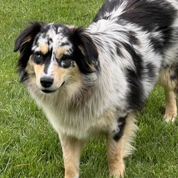 Breezy - Blue merle Miniature Australian Shepherd puppy in Rathdrum, Idaho from Bit O' Bliss Aussies LLC