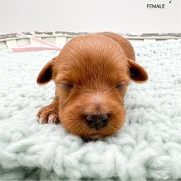 Cotton Candy - Red  female Goldendoodle puppy in Sunman, Indiana from Brunsman Country Doodles LLC