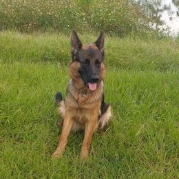 Dayana - German Shepherd