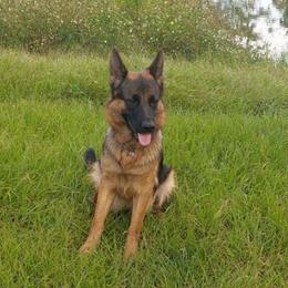 Dayana - German Shepherd