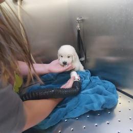 Golden Retriever Puppies from Danielle Kemper