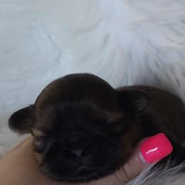 Parker - Black and tan male Shih Tzu puppy in Peoria, Arizona from Shihtzucircusaz