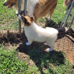 Teddy - White male Collie puppy in Newberry, South Carolina from Country Haven Collies
