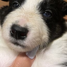 Boy 1 - Border Collie puppy in Jackson, New Jersey from NJ Bees BC