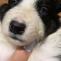 Boy 1 - Border Collie puppy in Jackson, New Jersey from NJ Bees BC
