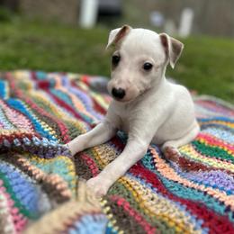 Angel - White and fawn female Whippet puppy in Oneida, Tennessee from Saving Grace