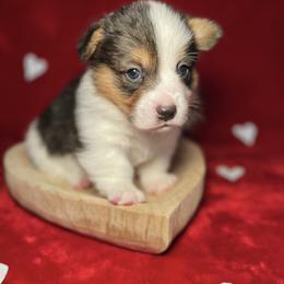 Holstein-Mismark - White and black male Pembroke Welsh Corgi puppy in Benton, Arkansas from High Cotton Corgis