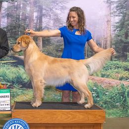 Knox - Golden Retriever