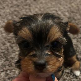Birdie - Blue and gold female Yorkshire Terrier puppy in Hot Springs, Arkansas from Weslynn Kennels