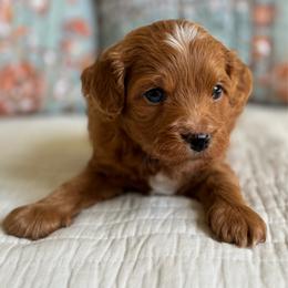 Fred - Red male Cavapoo puppy in Beckley, West Virginia from By Design Doodles