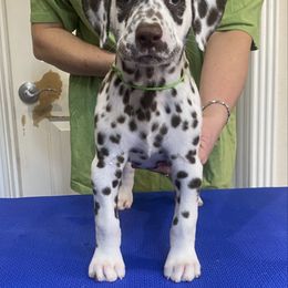 Wasabi - Dalmatian puppy from Sweet Street Dalmatians