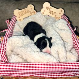 Scout - Male - Black and white male Border Collie puppy in Avery, Texas from Willa Creek Border Collies