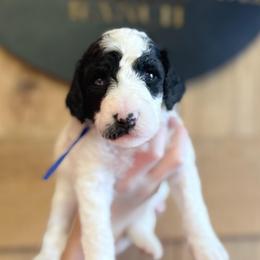Lucky - Black and white female Sheepadoodle puppy in Danville, Indiana from Marley’s Doodle Ranch