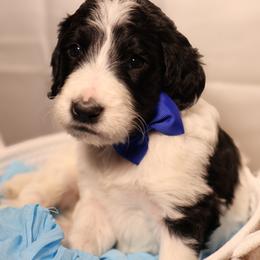 Blue collar - Parti male Goldendoodle puppy in Palmetto Bay, Florida from SOMIDOODLES
