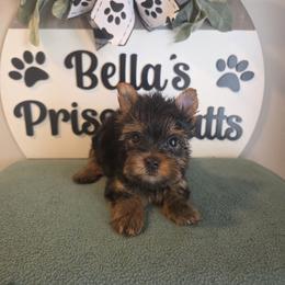 Brice - Black and tan male Yorkshire Terrier puppy in Clermont, Florida from Bella's Prissy Butts