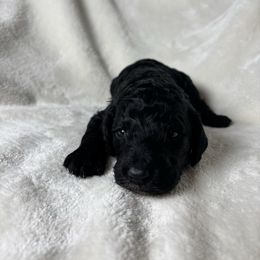 Cinderella - Phantom female Poodle puppy in St. Johnsbury, Vermont from Poodles of the Northern Woods