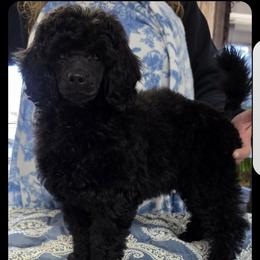Poodle puppies from LaZol's  Minis