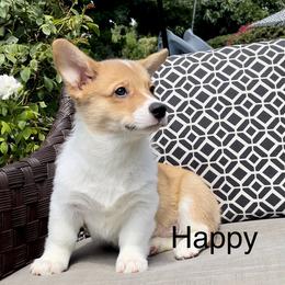 Pembroke Welsh Corgi Puppies from Corgipuppystore