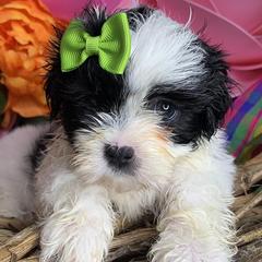 Shih Tzus and Shorkies from Kennel in the Valley