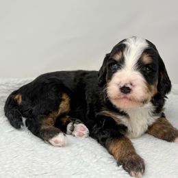 Riff - Tri-color male Bernedoodle puppy in Fleming, Colorado from Vandenbark Doodles