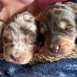 Aussiedoodle, Miniature Australian Shepherd, and Toy Australian Shepherd Puppies from Scott’s Aussies LLC