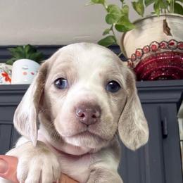 Princess- cream dapple dachshund - Fawn (isabella) and cream female Dachshund puppy in El Cajon, California from Lisa Buxton