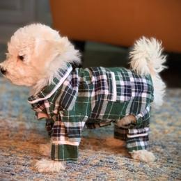 Bichon Frise, Cavachon, Cavalier King Charles Spaniel, Cavapoo, and Havanese Puppies from Peaks Pups & Cavachon Love Chocolate Cavaliers, Cavaliers, Cavachon’s, Cavapoos & Havanese