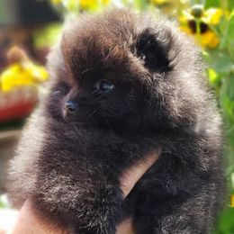 Miniature American Shepherds and Pomeranians from Poetry Poms