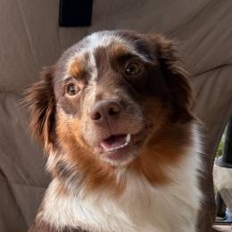 Birdie - Miniature Australian Shepherd