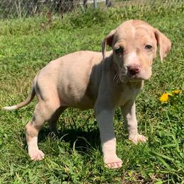Female 6 - Red merle female Catahoula Leopard Dog puppy in Gadsden, Alabama from Rich Cat’s
